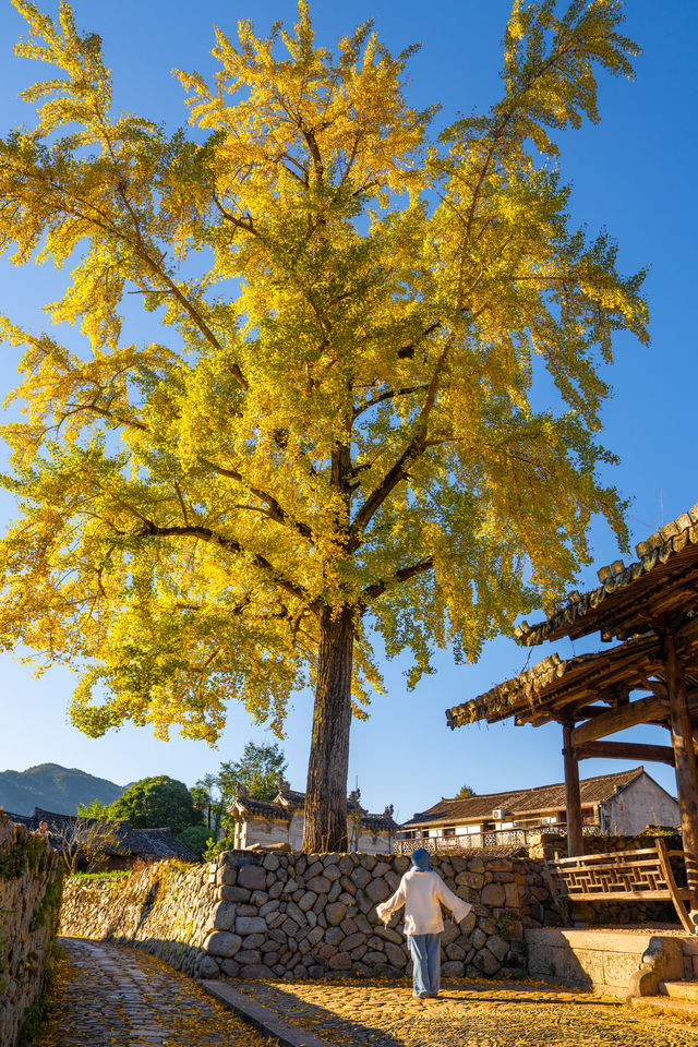 溫州百年銀杏樹已黃且牢固 溫州百年銀杏樹已黃且牢固