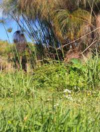 普洱避世秘境闖入宮崎駿的綠野仙蹤