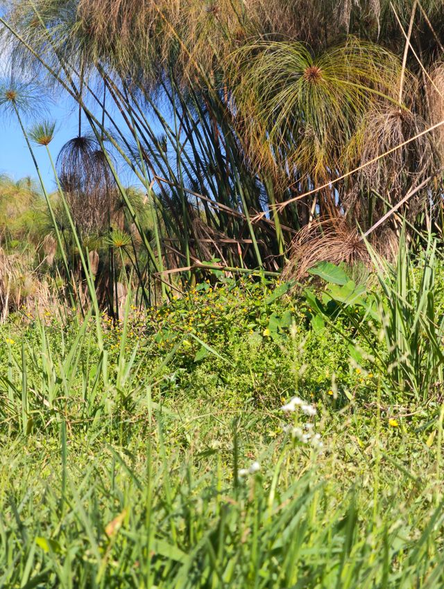 普洱避世秘境闖入宮崎駿的綠野仙蹤