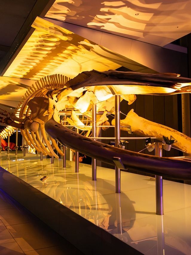 澳大利亞1日包車遊懶人福音速來