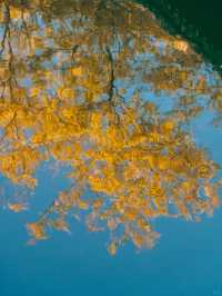 在濮院 | “樹樹皆秋色，波波成畫屏”