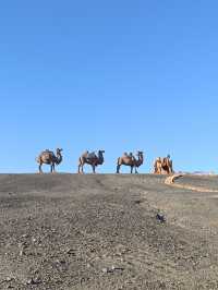 新疆伊吾胡楊秘境