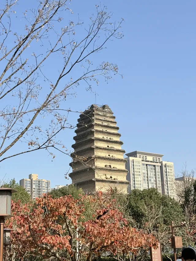 實況link被西安小雁塔的銀杏給驚艷到啦 實況link被西安小雁塔的銀杏給驚艷到啦