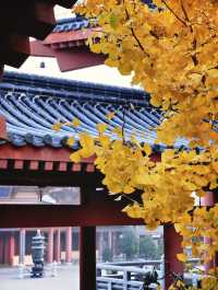 金秋寺廟C位出道保定這個小眾古寺的銀杏美哭了