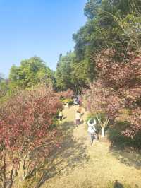 【韶關紅葉季】韶州公園漫步指南童話世界的調色盤在這裡!