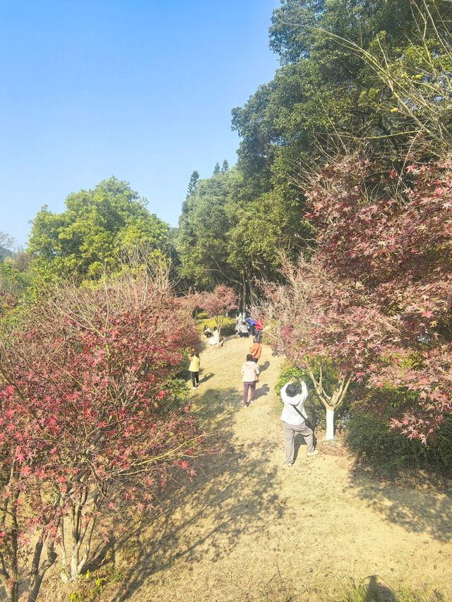 【韶關紅葉季】韶州公園漫步指南童話世界的調色盤在這裡! 【韶關紅葉季】韶州公園漫步指南童話世界的調色盤在這裡!
