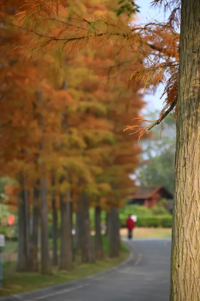 還用去擠白鷺灣?人少景美的水杉秘境! 還用去擠白鷺灣?人少景美的水杉秘境!