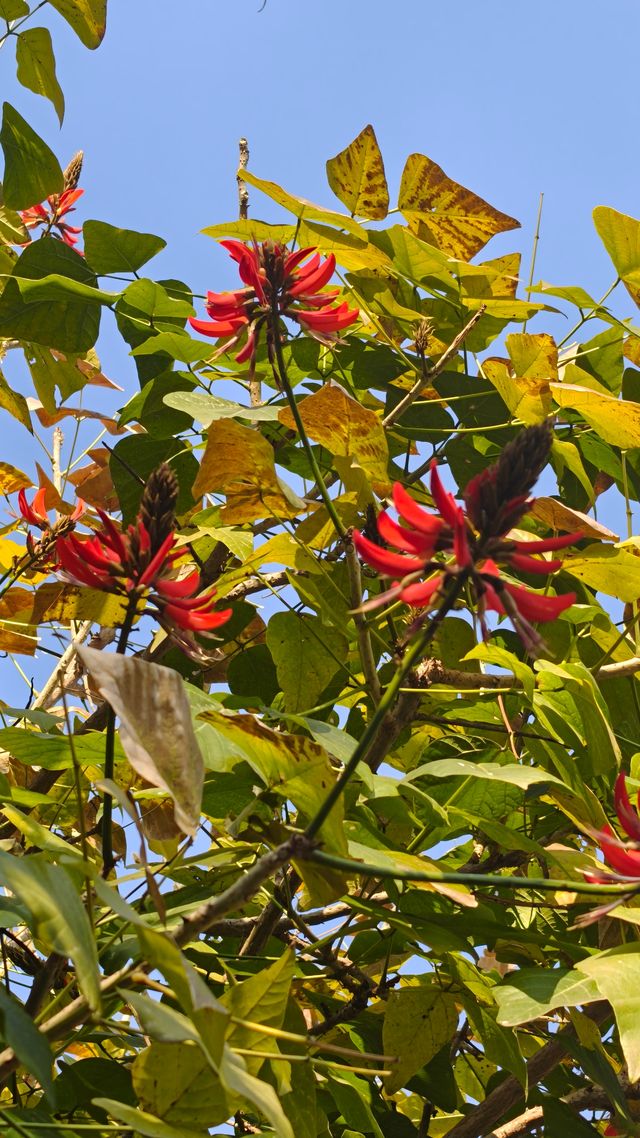 邛海最美秋色打卡點 邛海最美秋色打卡點