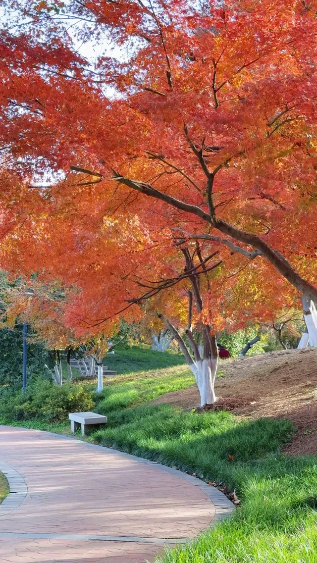 真的紅了武漢青山公園11.27實拍，美絕了