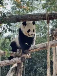 上海野生動物園最全帶娃攻略