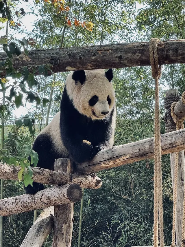 上海野生動物園最全帶娃攻略 上海野生動物園最全帶娃攻略