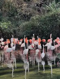 上海野生動物園最全帶娃攻略