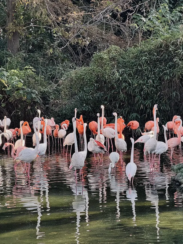 上海野生動物園最全帶娃攻略 上海野生動物園最全帶娃攻略