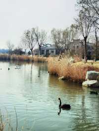 唐島灣濕地公園