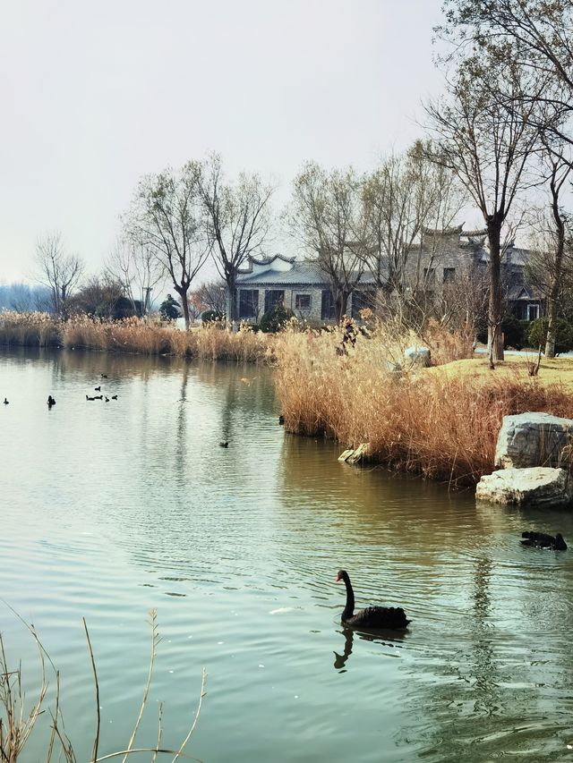 唐島灣濕地公園