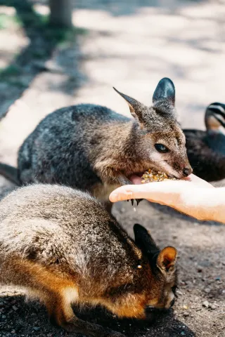 Melbourne｜Australia’s sunshine is truly the place for the living