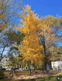 暖冬徒步|岸上九曲漫遊道