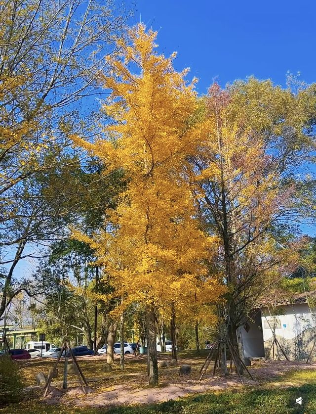 暖冬徒步|岸上九曲漫遊道 暖冬徒步|岸上九曲漫遊道