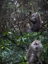 黃山(二) | 松與石