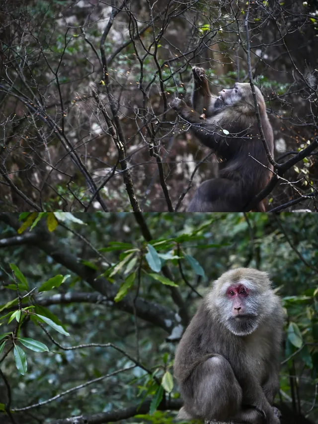 黃山(二) | 松與石 黃山(二) | 松與石