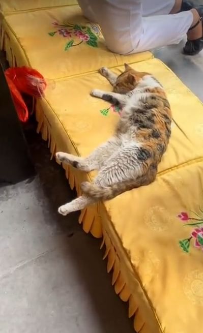 大興善寺貓貓愜意修行，慵臥蒲團享鬆弛感