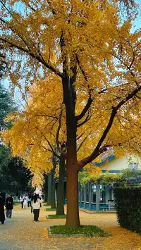 賞銀杏~一定要來玄武湖梁洲覽勝閣~