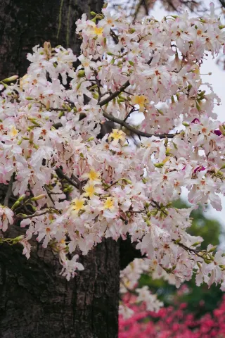 The kapok trees at South China Normal University on a rainy day, with pink petals dipped in rain, are full of romance