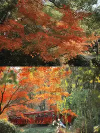 12.6共青森林公園橙黃橘綠時(附路線)