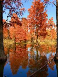12.14上海青西郊野公園水杉紅了…附攻略