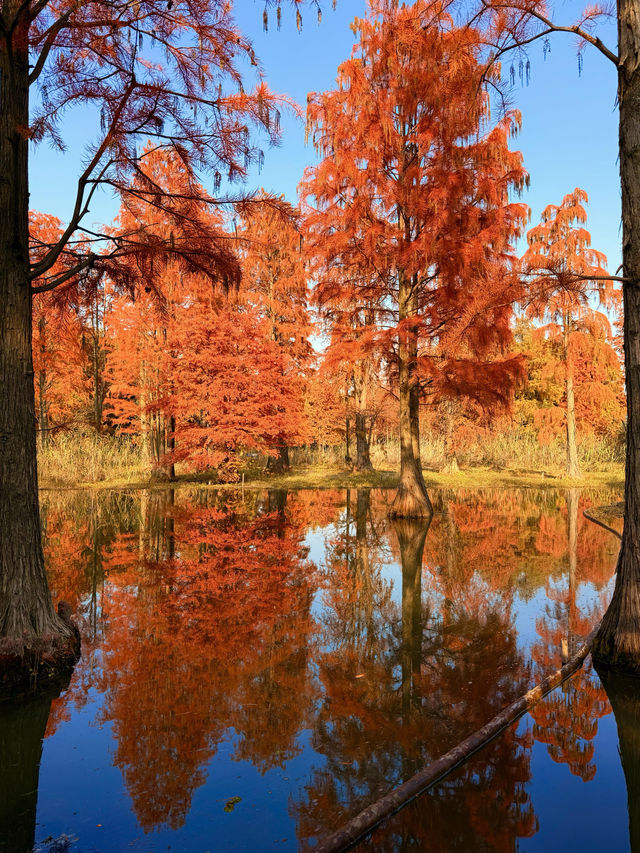 12.14上海青西郊野公園水杉紅了…附攻略 12.14上海青西郊野公園水杉紅了…附攻略