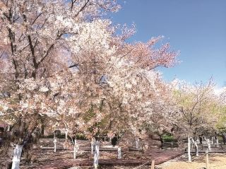 Wei County Pear Blossoms in Full Bloom, Ten Thousand Acres of Flower Sea for a Springtime Exclusive Romantic Tour