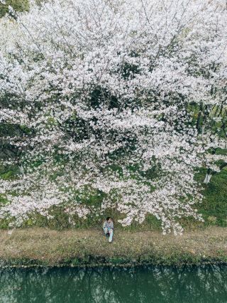 쿤산 벚꽃 폭격! 절대 아름다운 분홍 눈 촬영 명소 대공개