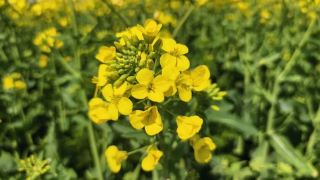 Fuzhai Town Rapeseed Flower Sea in Full Bloom