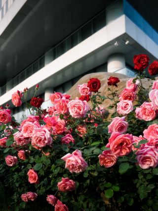 北大春のトップシーズンリレー：4〜5月の花見完全攻略