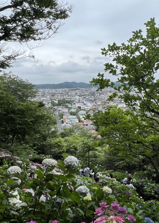 Complete Guide to Viewing Hydrangeas at Hase-dera Temple in