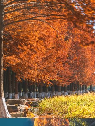 Winter exclusive: the redwood forest in Shitang, Suzhou, is like a painting