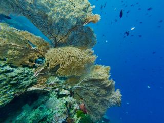 A Relaxing Paradise with Exceptional Diving and Warm Hospitality