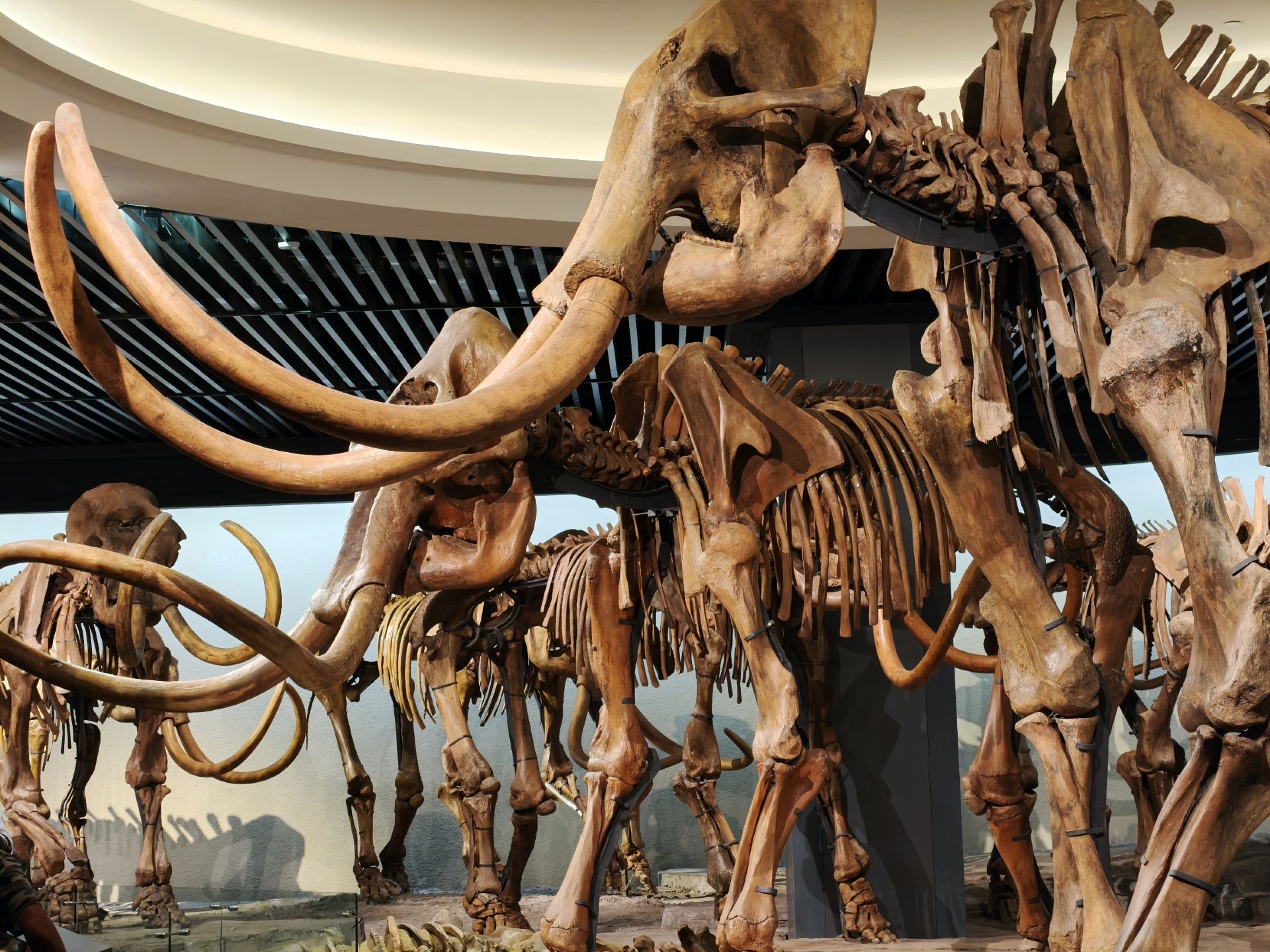 This unique city museum—a journey through millions of years of vitality