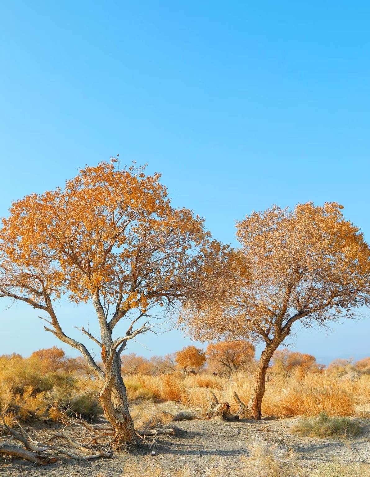 Immortal for a Millennium | Travel Notes: Encountering the Golden Desert Poplar Forest