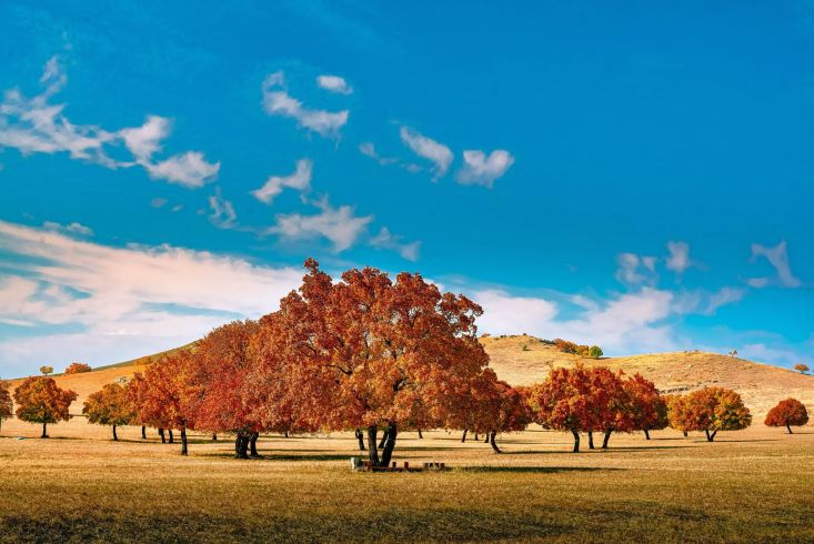 Ode to the Autumn Maples of Horqin