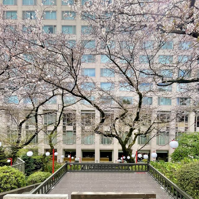 グランドプリンスホテル高輪の日本庭園でお花見