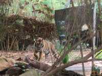 西澳珀斯動物園（Perth Zoo）🐨🐒🐯🦁🐷🐮🦒🦨🦜