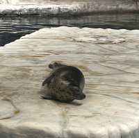 海洋公園：北極之旅