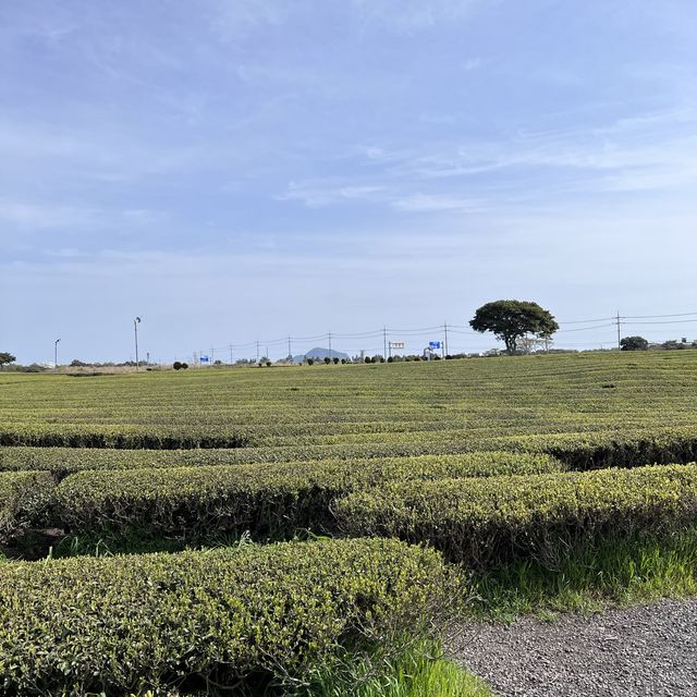 Seogwipo, Jeju ~ the land of green tea!