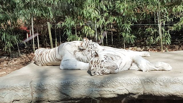 Everland Theme Park, Yongin