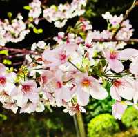 さくら🌸 ฤดูแห่งความน่ารัก