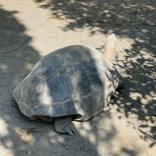 熱川バナナワニ園の動物たち