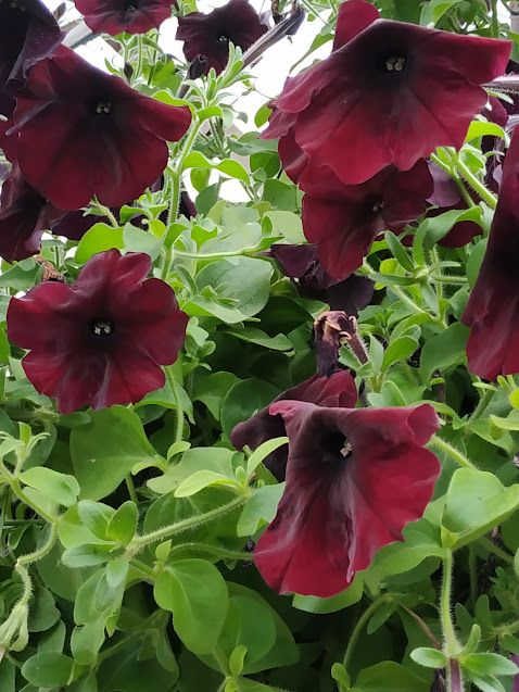 BLOOMING FLOWERS IN CAMERON HIGHLANDS!