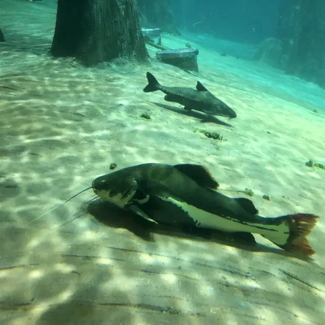 【シンガポール】川辺の動物園、リバーサファリ