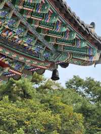 양평 가볼만한곳 용문사 천년 은행나무